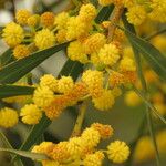 Acacia saligna Virág