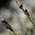 Carex glacialis Fruct