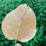 Croton urucurana Leaf