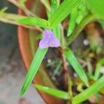 Cyanotis axillaris Floro