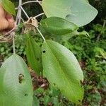 Miconia elata Feuille