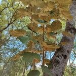 Pterospermum acerifoliumDeilen