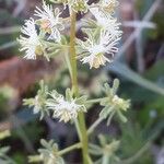 Sesamoides pygmaea Flor