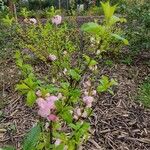 Prunus triloba Blatt