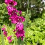 Gladiolus imbricatus Çiçek