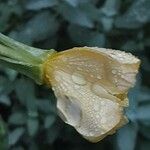 Oenothera biennis 花