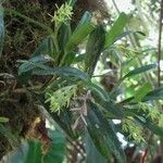 Epidendrum paraguastigma অন্যান্য