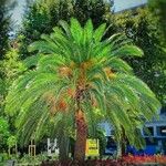 Phoenix canariensis ശീലം