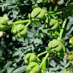 Ruta chalepensis Fruto