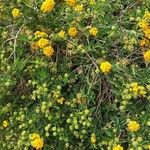Lantana camara Traoù all
