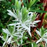 Lavandula latifolia Leaf