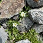 Cerastium pedunculatum Çiçek