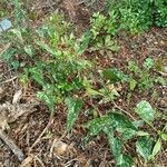 Smilax bona-nox Habit