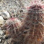 Echinocereus viridiflorus Συνήθη χαρακτηριστικά