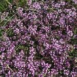 Thymus serpyllum 花