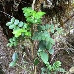 Campsidium valdivianum Hábito