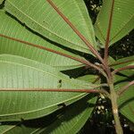Conostegia rufescens Leaf