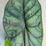 Alocasia baginda Лист