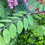 Robinia hispidaLeaf