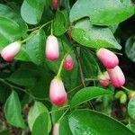 Rourea coccinea Fruit