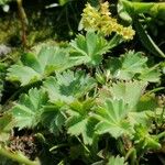 Alchemilla fissa Blatt