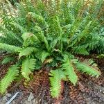 Polystichum acrostichoides Buveinė