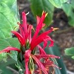 Pachystachys spicata 花