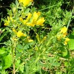 Chamaecytisus austriacus Leaf