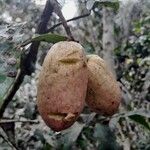 Dacryodes edulis Fruit