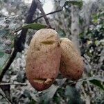 Pachylobus edulis Fruit