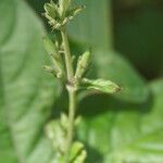 Ruellia ciliatiflora Frukt