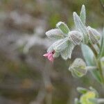 Pardoglossum cheirifolium Flower