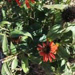 Echinacea angustifolia Flor