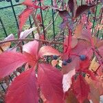 Parthenocissus quinquefolia Агульны выгляд