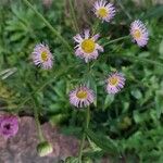 Erigeron philadelphicus 形态