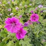 Malva sylvestris L. Groot KaasjeskruidFlor