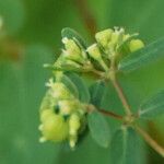 Euphorbia hyssopifolia फल