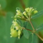 Euphorbia hyssopifolia Frucht