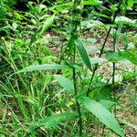 Stachys palustris Hábitos