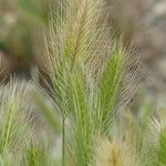 Hordeum marinum 花