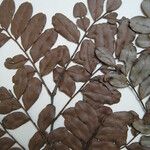 Monopteryx inpae Diğer