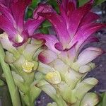 Curcuma zedoaria फूल