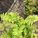 Dryopteris cristata List