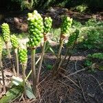 Arum italicum অভ্যাস