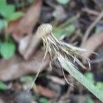 Chaptalia nutans Fruit