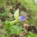 Vicia laeta 花