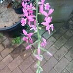 Calanthe rosea Hábito