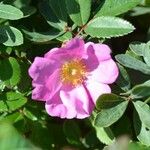 Rosa virginiana Flor