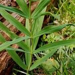 Polygonatum verticillatum Leaf