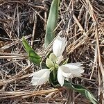 Chlorophytum tuberosum Habitus